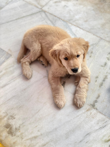 Golden Retriver Puppy